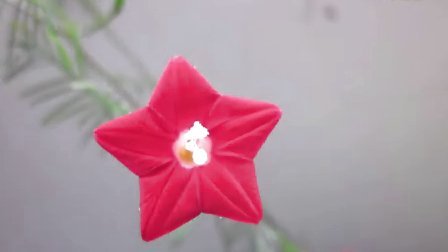 ӶƵ